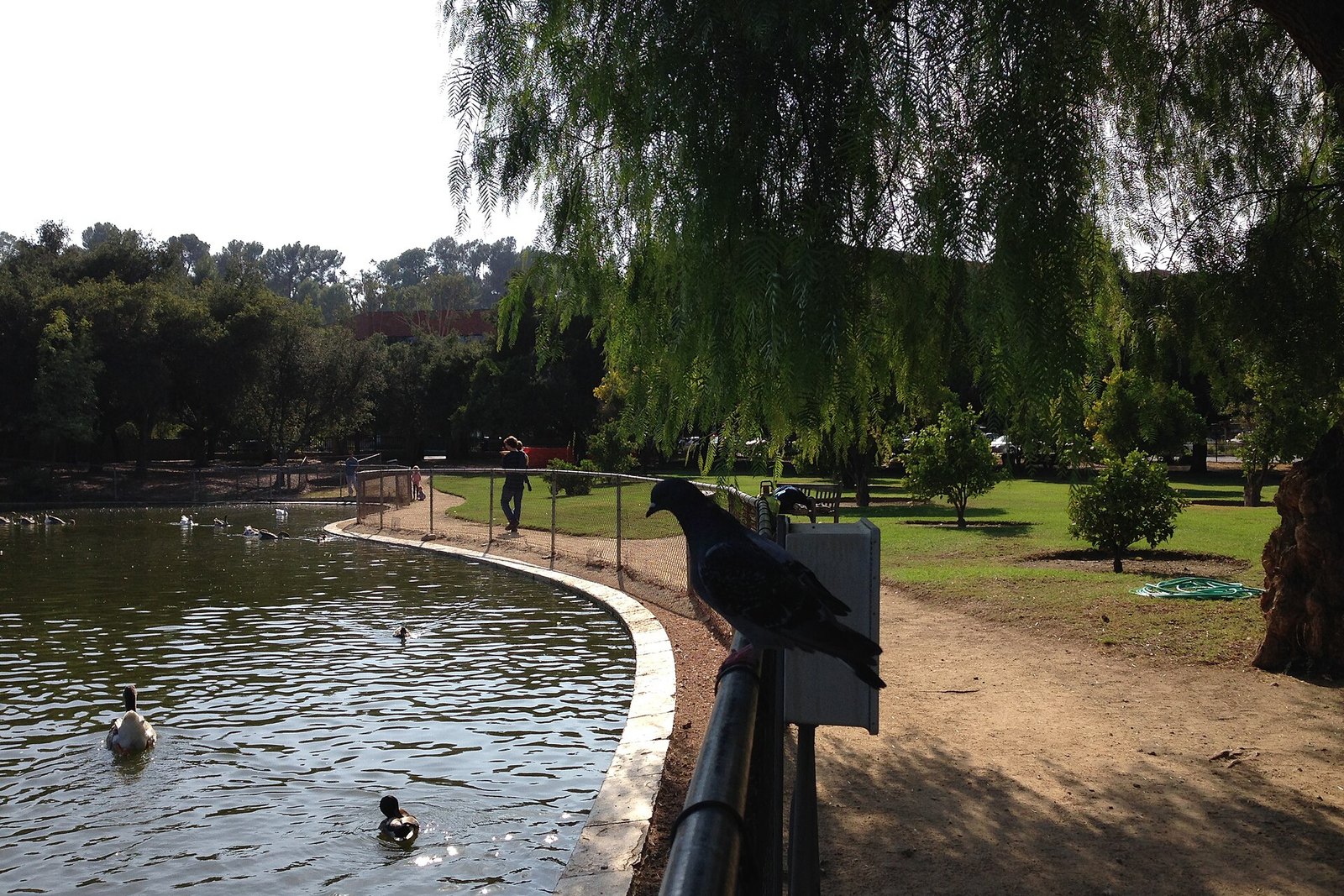 A park pond in Encino